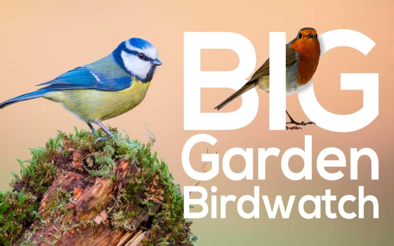 The Big Garden Birdwatch Logo