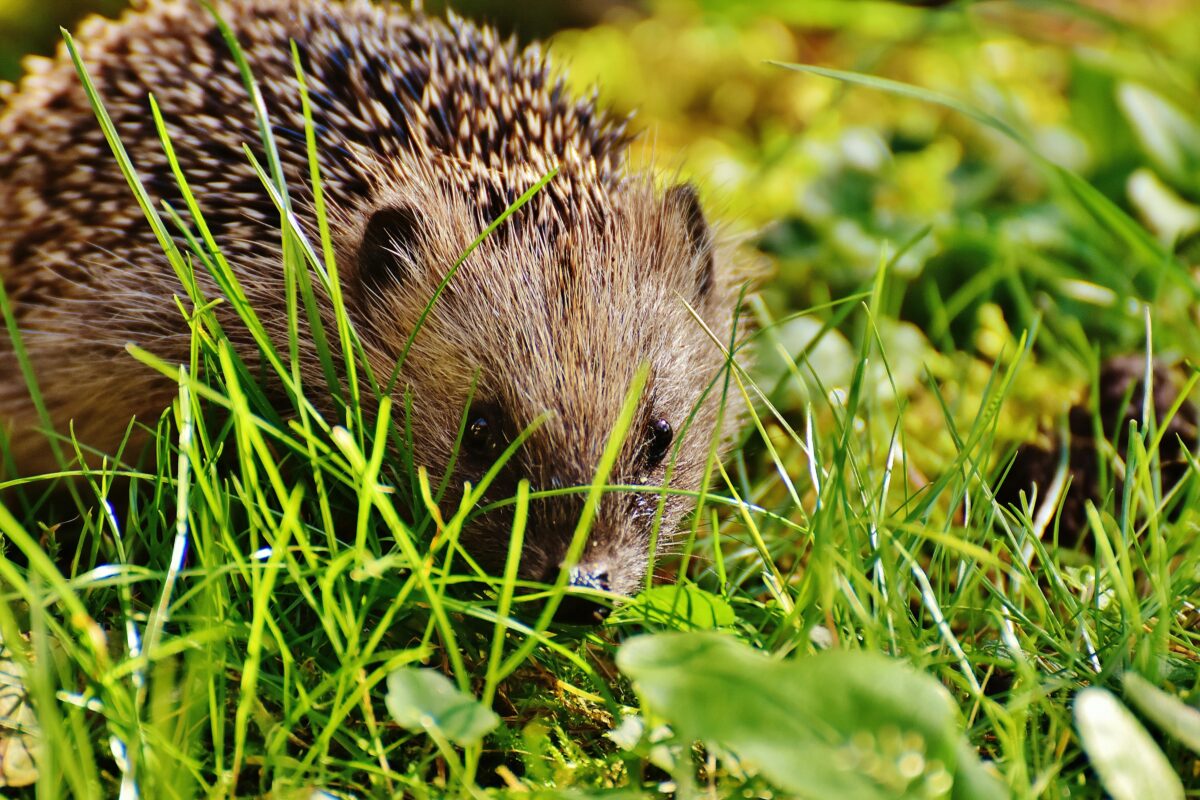 Hedgehog sits in grass.