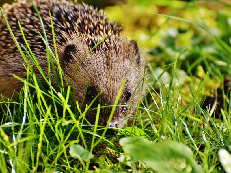Hedgehog sits in grass.